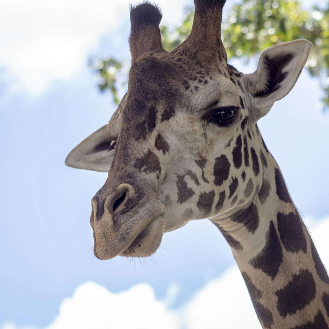 Central Florida Zoo & Botanical Gardens: Skip The Line - Photo 1 of 18